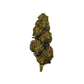 Dark Night OG 10 OH HHC