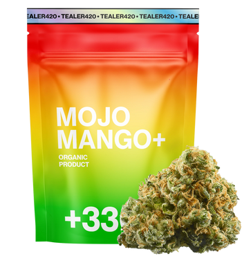 Modjo Mango THC+